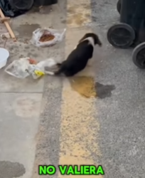 M1602011 “Me descartaron por Feo y Orejón… Me dejaron sin caminar 💔” (Parte 2)