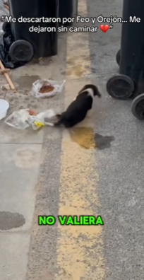 M1602011 “Me descartaron por Feo y Orejón… Me dejaron sin caminar 💔” (Parte 2)