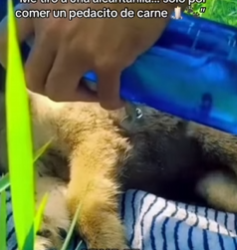 M1602008 “Me tiró a una alcantarilla… solo por comer un pedacito de carne 🕯️🐾” (Parte 2)