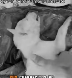 M1602012 💔 “Entre ratas y basura… ahí los dejaron, pero el amor los rescató 🐾” (Parte 2)