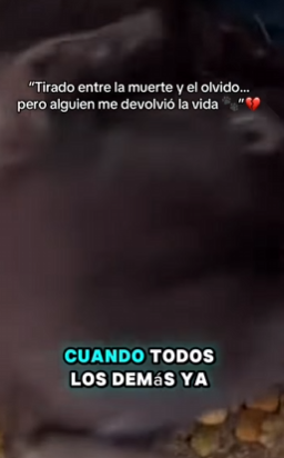 M1602013 “💔Tirado entre la muerte y el olvido… pero alguien me devolvió la vida 🐾” (Parte 2)
