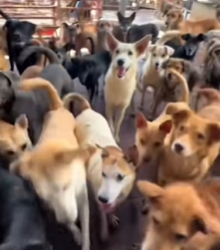 M1602009 Así es como dicen que lucro con los perritos 😢 (Parte 2)