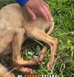 M1602017 🚨Perrita entró a un negocio porq tenía hambre y mira la crueldad que 