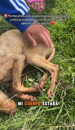 M1602017 🚨Perrita entró a un negocio porq tenía hambre y mira la crueldad que 
