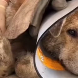 M1602015 💔“Nunca volveré a caminar… pero hoy soy feliz sin dolor” part2