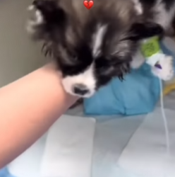 M1602018 🐾 “Mi cuerpito no resistió… pero mi historia merece ser contada”💔 (Parte 2)