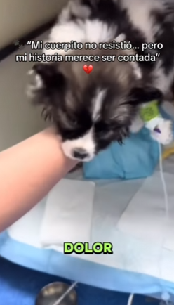 M1602018 🐾 “Mi cuerpito no resistió… pero mi historia merece ser contada”💔 (Parte 2)