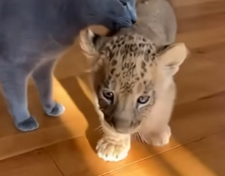 P1902012 My Cat Found A Lion (Part 2)