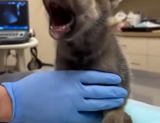 P1902010 I Saved a Baby Wolf, And My Dog Became His Protector (Part 2)