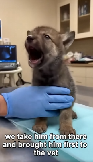 P1902010 I Saved a Baby Wolf, And My Dog Became His Protector (Part 2)