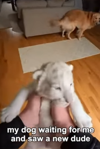 P1902008 Abandoned White Tiger Cub Finally Finds a Home Until It’s Time To Go (Part 2)