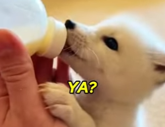 P1902018 Proof that animals NEVER forget a kindness (Part 2)