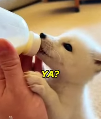 P1902018 Proof that animals NEVER forget a kindness (Part 2)