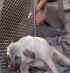 M1602024 Convulsionando en el suelo…Así encontramos a Koda💔🐾 (Parte 2)