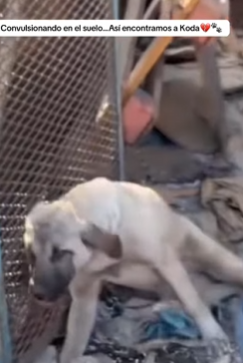 M1602024 Convulsionando en el suelo…Así encontramos a Koda💔🐾 (Parte 2)
