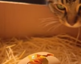 P1902013 My cat dug up three mysterious eggs (Part 2)