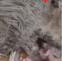 M1602014 🕯️ “Encerrado sin agua ni comida… y aún así no perdí la esperanza” (Parte 2)