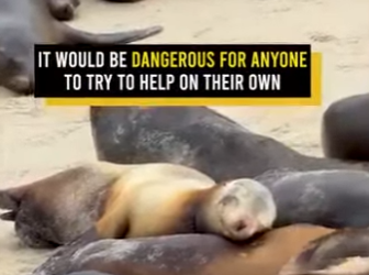 I0102002 Baby Sea Lion Rescue Caught On Camera (Part 2)