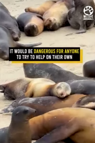 I0102002 Baby Sea Lion Rescue Caught On Camera (Part 2)