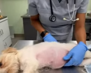 P1902017 I don’t know how much longer he has (Part 2)