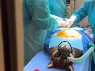 P1902014 Her motherly instincts kicked in and saved her life (Part 2)