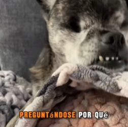 M1602020 🕊️ “Me dejaron ciego… y fue el amor quien me enseñó a ver de nuevo parte 2