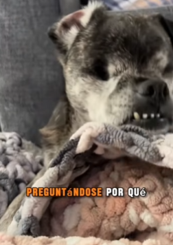 M1602020 🕊️ “Me dejaron ciego… y fue el amor quien me enseñó a ver de nuevo parte 2