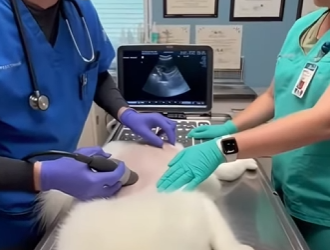 P1902011 I helped the nine tailed fox besieged by hyenas (Part 2)