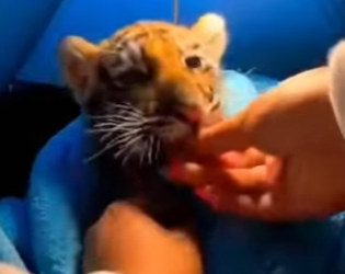 P1902016 Saved this little cub from a pack of wild dogs (Part 2)