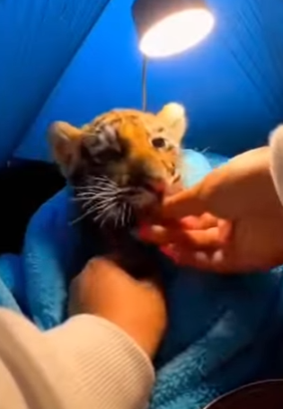 P1902016 Saved this little cub from a pack of wild dogs (Part 2)