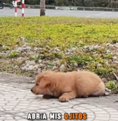 M1602004 💔“El cachorro que todos llamaban feo… (Parte 2)