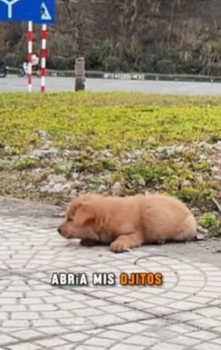 M1602004 💔“El cachorro que todos llamaban feo… (Parte 2)