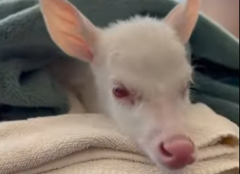 P1902002 Family helps an albino deer outside their home (Part 2)