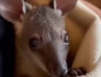kangaroo showed up her baby gave me (Part 2)