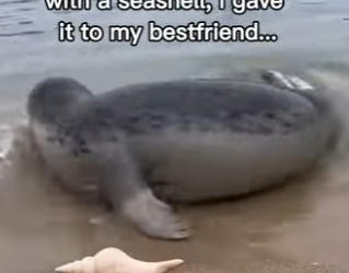 P1902004 Seal Brought Peace To Me😭 (Part 2)