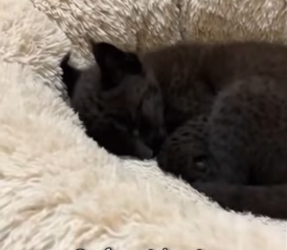 P1902005 Mother Lynx Rejected Her Own Baby For Being Black (Part 2)