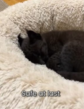 P1902005 Mother Lynx Rejected Her Own Baby For Being Black (Part 2)