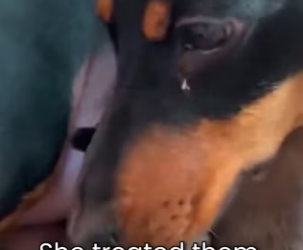 P1902006 Dachshund Adopted Wolfs Pups Because Their Mother Passed Away (Part 2)