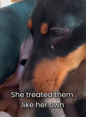 P1902006 Dachshund Adopted Wolfs Pups Because Their Mother Passed Away (Part 2)