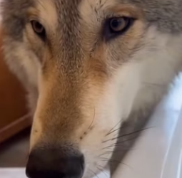 P1902009 When the dog finds out you saved two wolves (Part 2)