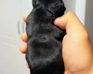 L1302019 Abandoned puppy in a plastic bag (Part 2)