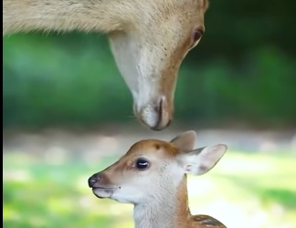 L1302003 Man rescues fawn, gains everlasting friendship from deer family (Part 2)