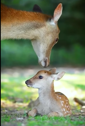 L1302003 Man rescues fawn, gains everlasting friendship from deer family (Part 2)