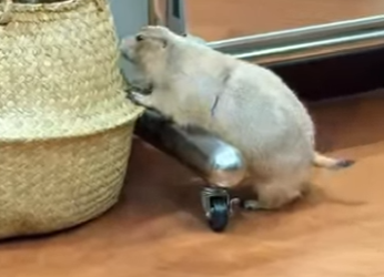 L1302006 The dog brought back a groundhog (Parte 2)