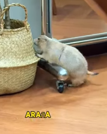 L1302006 The dog brought back a groundhog (Parte 2)