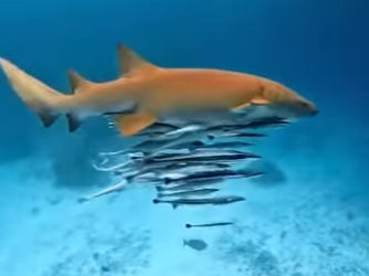 L1302014 Fish with suction cups (Part 2)