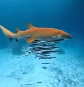 L1302014 Fish with suction cups (Part 2)