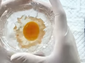 L1302001 There is actually a small yad inside the duck egg (Parte 2)