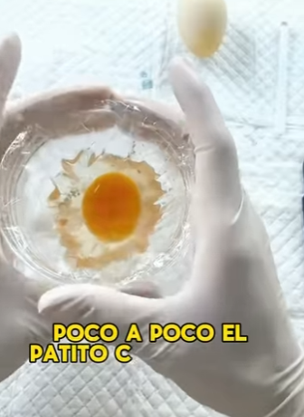 L1302001 There is actually a small yad inside the duck egg (Parte 2)