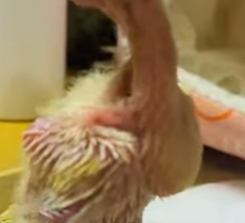 L02017 Man finds a group of trapped baby parrots